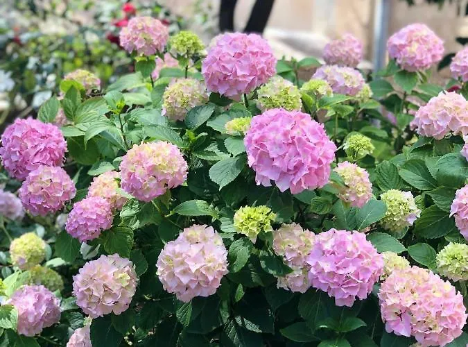 Privatunterkunft Nona Beta Mali Lošinj