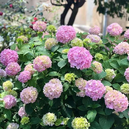 Alloggio in famiglia Nona Beta Mali Lošinj